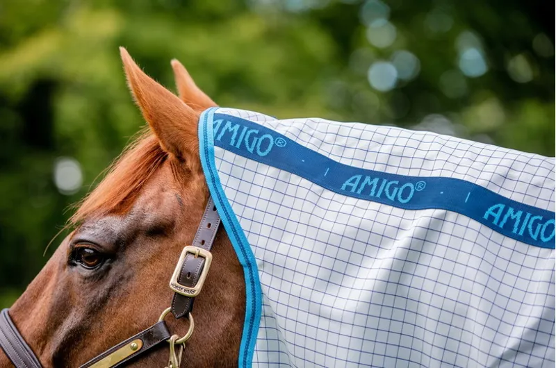 Amigo Aussie Allrounder Blue Check/Electric Blue and Navy - 5'6-2