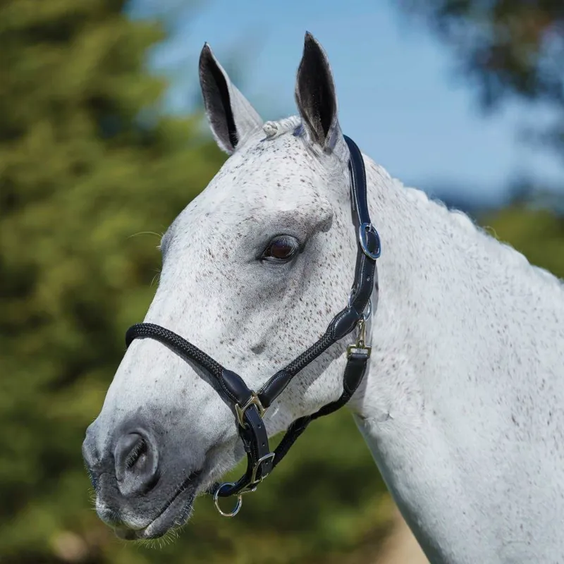 Kincade Leather Rope Headcollar Black