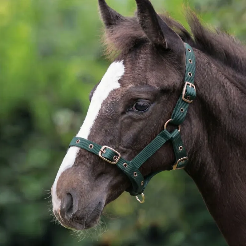 Cameo Foal Headcollar - Evergreen