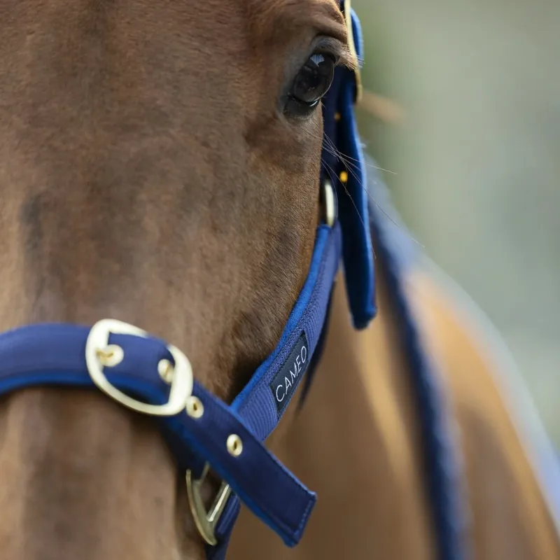 Cameo Suede Padded Headcollar - Navy-1