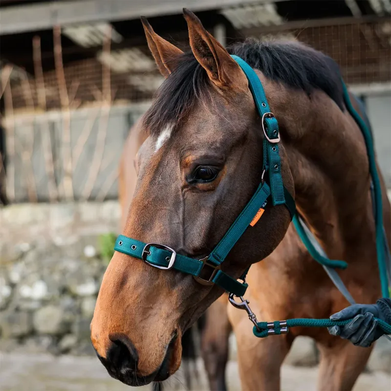 Suede Padded Headcollar - Evergreen