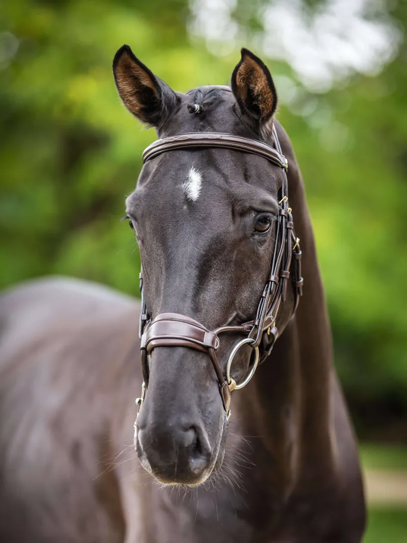 LeMieux Kudos Clear Arc Bridle - Havana / Brass-1
