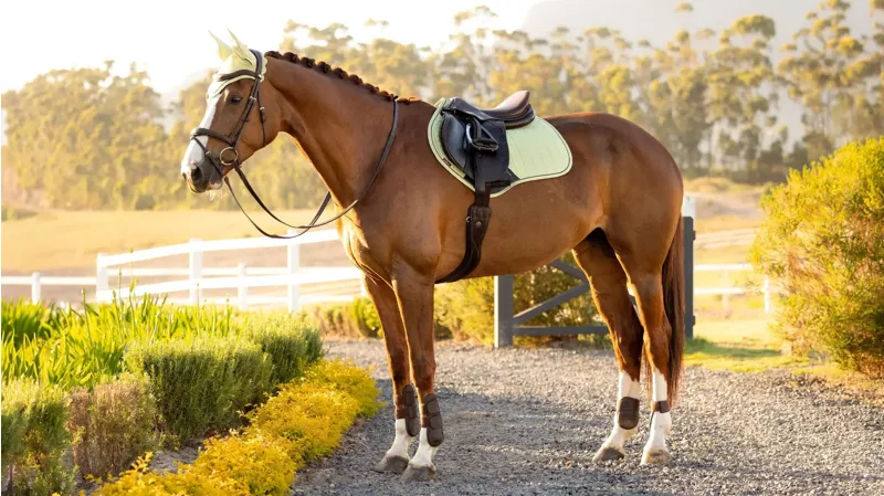 LeMieux Suede Close Contact Square - Macaron-1