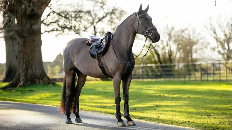 LeMieux Merino+ Hunter Saddle Pad - Brown-1