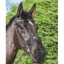 LeMieux Comfort Shield Nose Filter Black