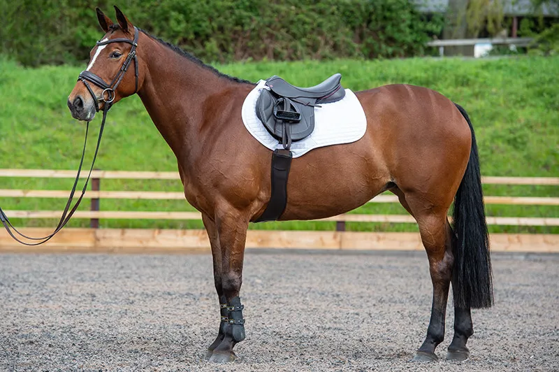 Kent and Masters Competition Series Dual-Flap Jump Saddle - Brown -3