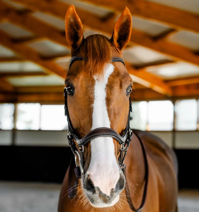 Horseware Micklem Competition Bridle - Dark Havana-2