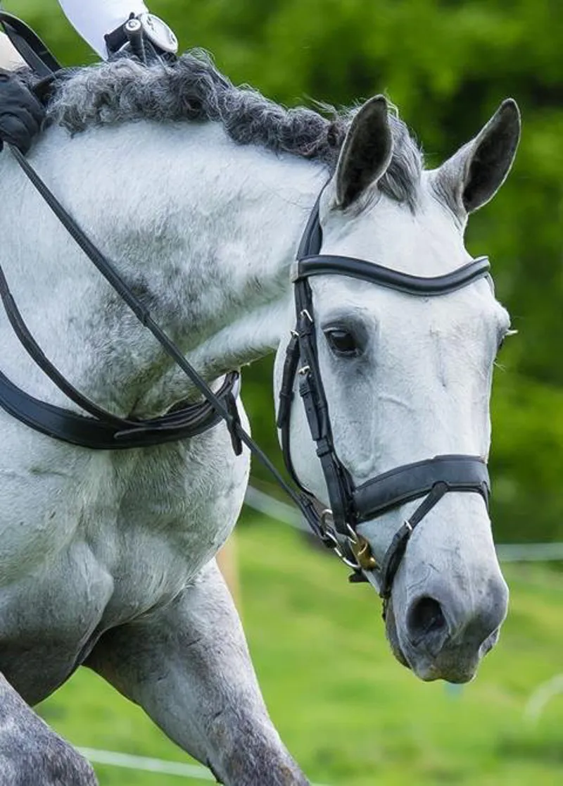 Fairfax Noseband - Flash Brown-1