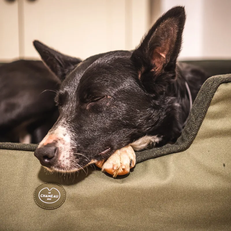 Le Chameau Dog Bed - Vert Chameau-5