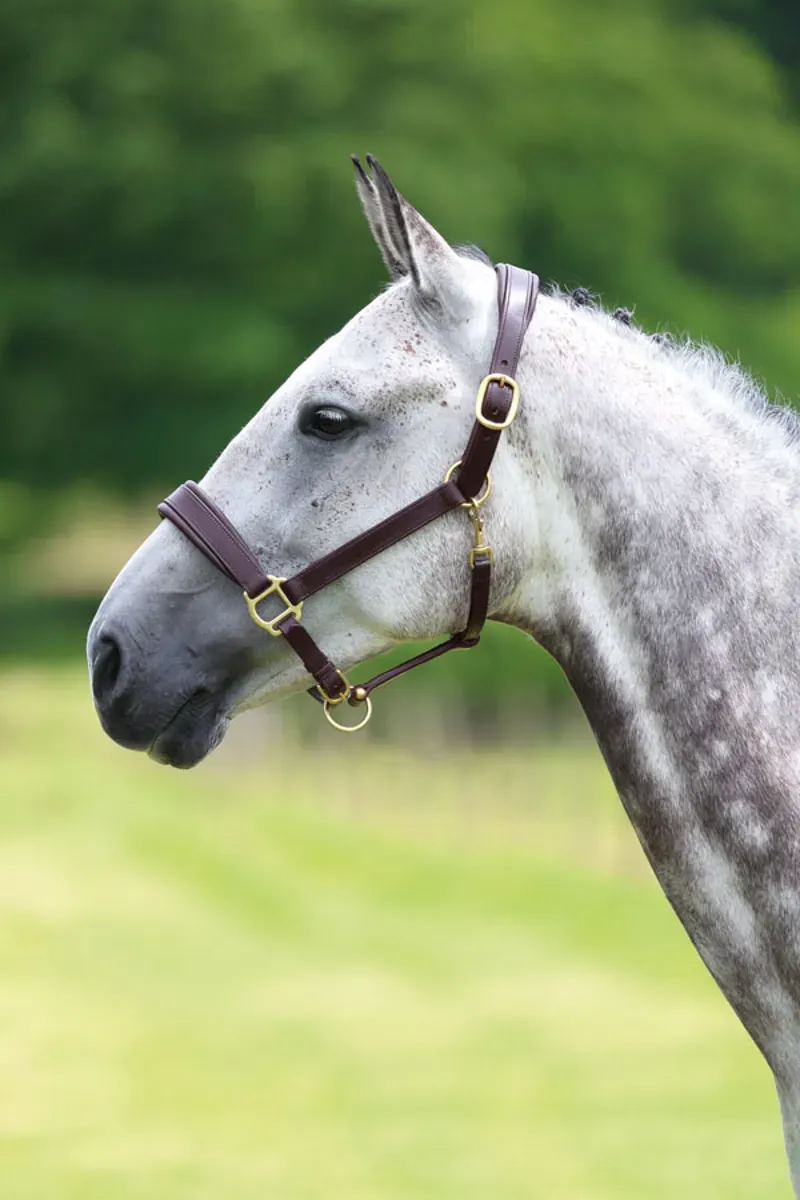 Velociti GARA Leather Travel Headcollar in Havana-7