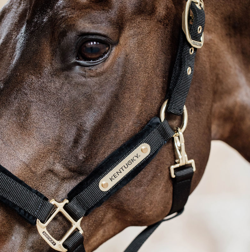 Kentucky Velvet headcollar - Black-2