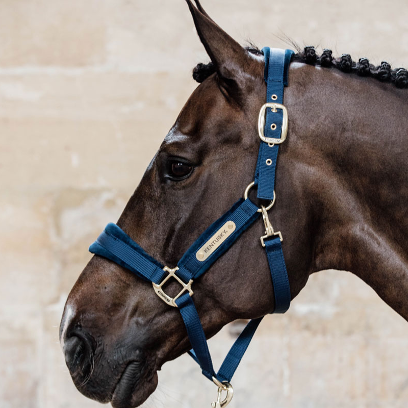 Kentucky Velvet headcollar - Navy-1