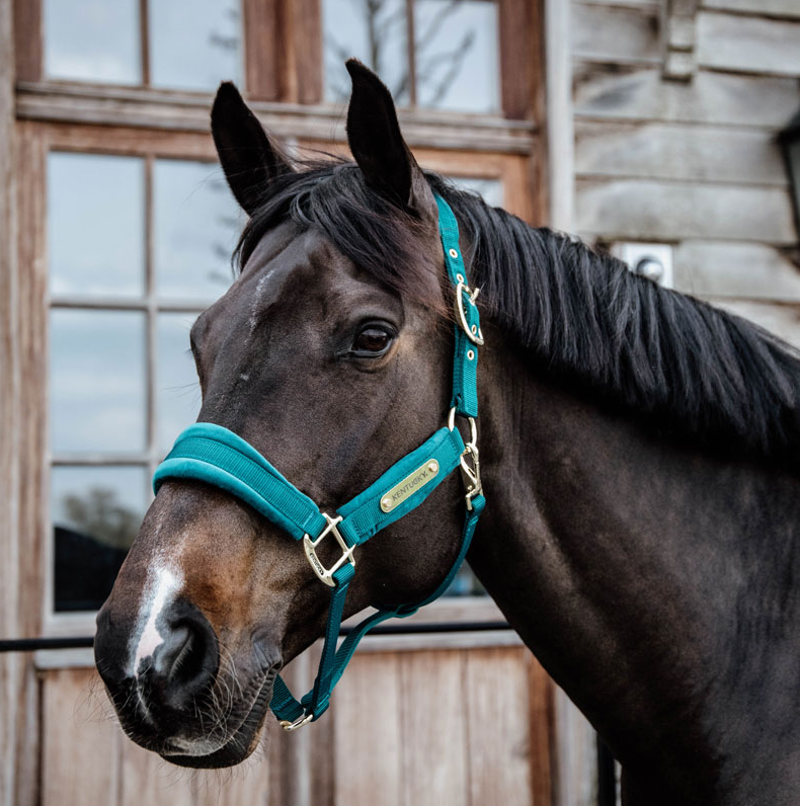 Kentucky Velvet headcollar - Emerald-6