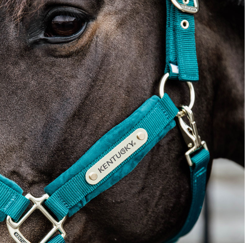 Kentucky Velvet headcollar - Emerald-3