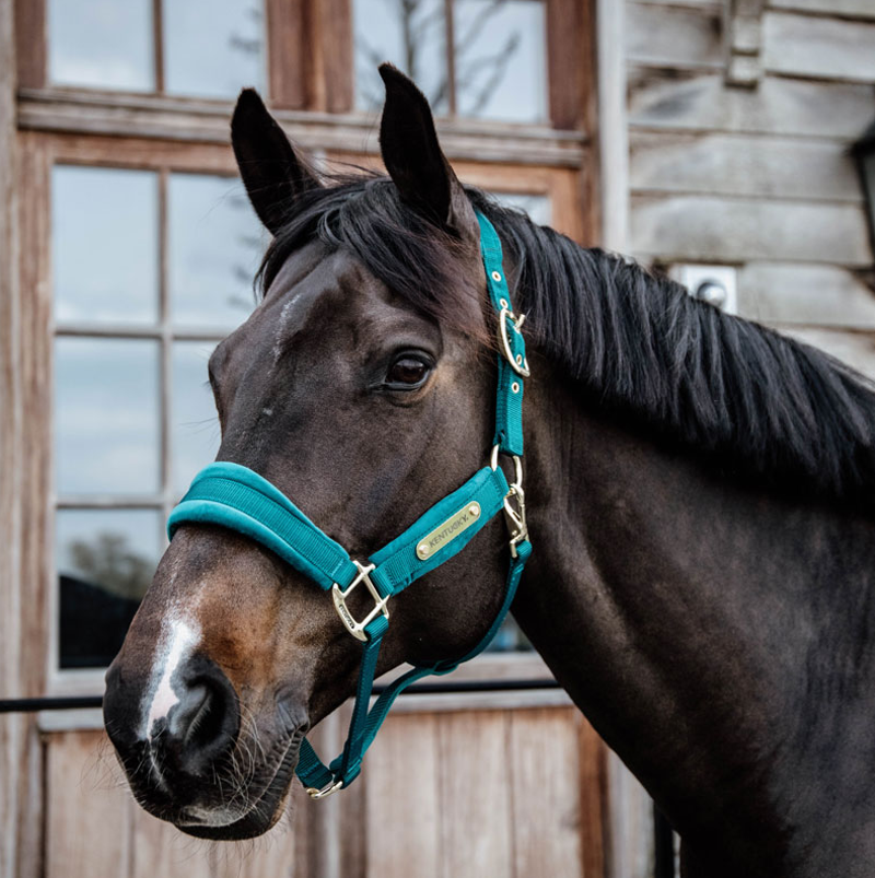 Kentucky Velvet headcollar - Emerald-2