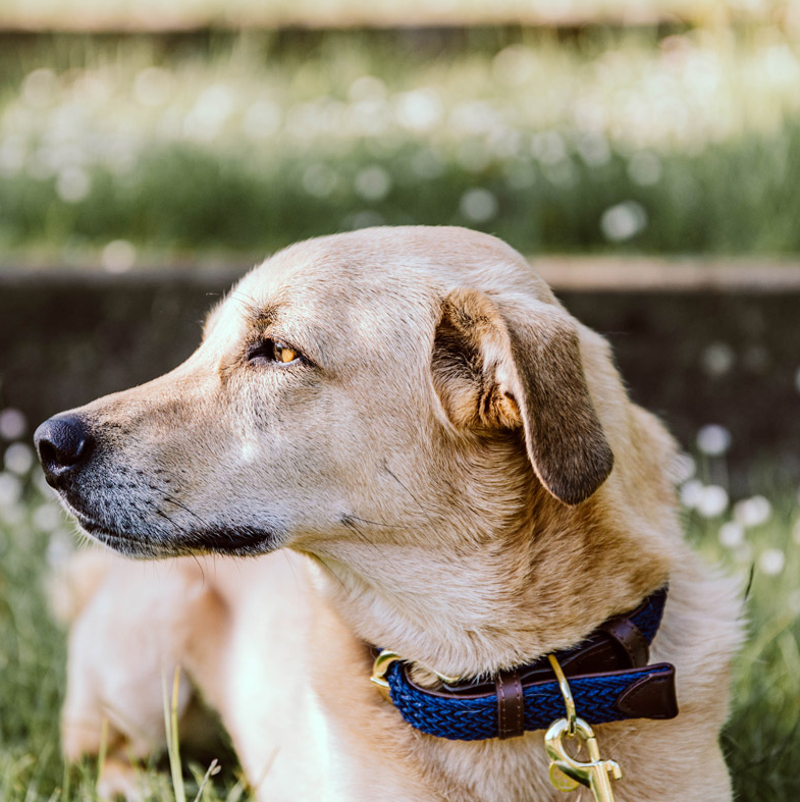 Kentucky Plaited Nylon Dog collar - Navy-2