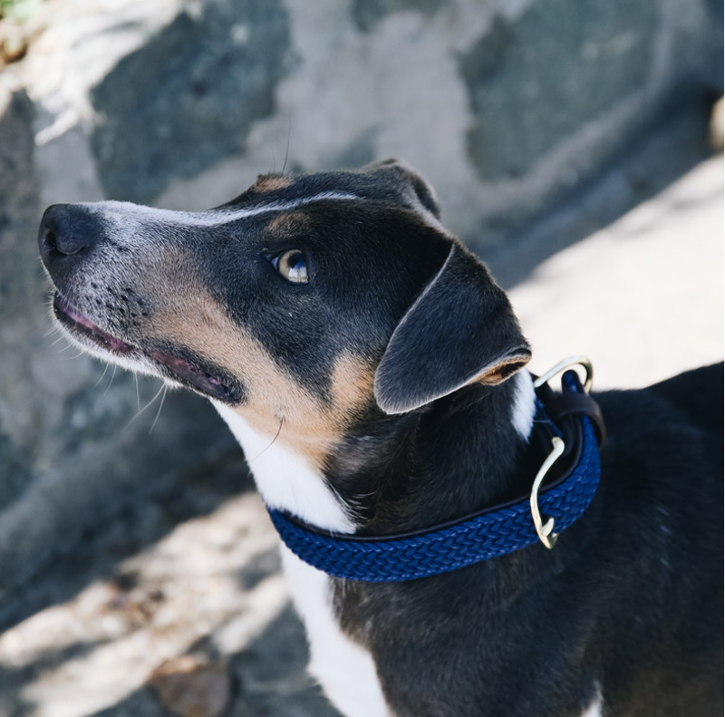 Kentucky Plaited Nylon Dog collar - Navy-1
