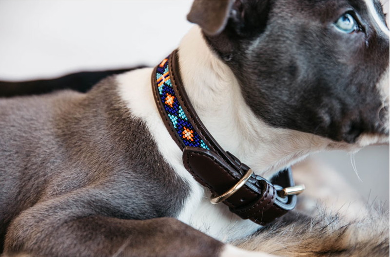 Kentucky Dog collar handmade pearls - Blue-2