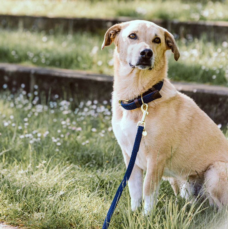 Kentucky Plaited Nylon Dog Lead - Navy