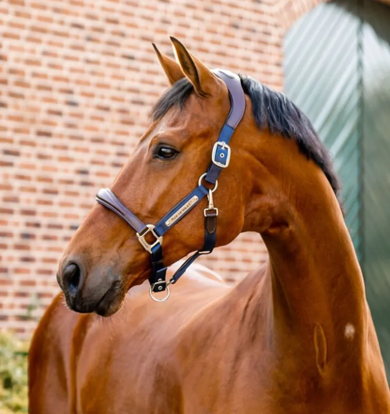 Horseware Signature Competition Headcollar- Navy